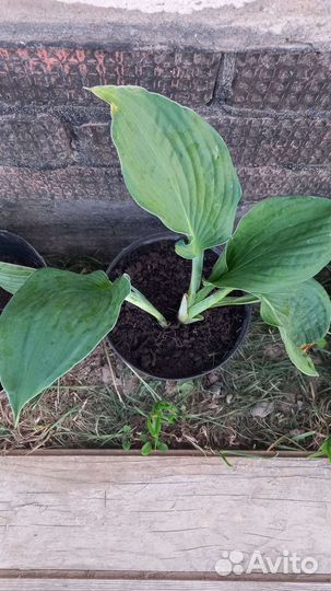 Хоста растение