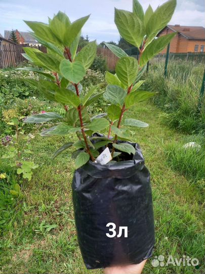 Гортензия метельчатая саженцы