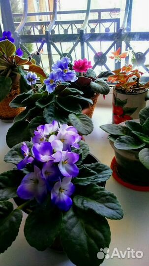 Комнатные цветы