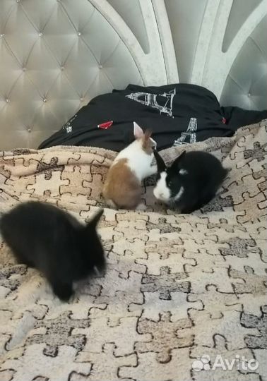 Крольчата декоративные