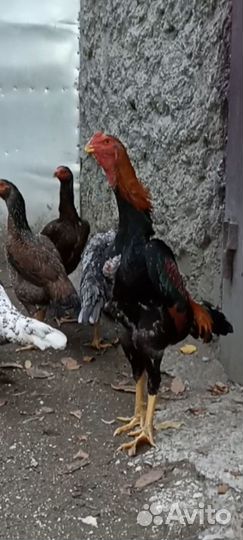 Бойцовые петушки и курица