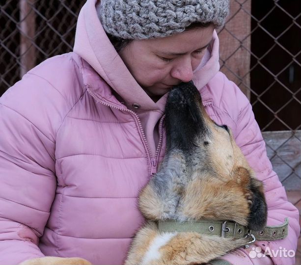 Собака в добрые руки