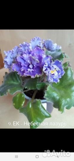 Цветущие фиалки стартеры