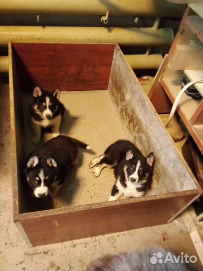 Щенки хаски