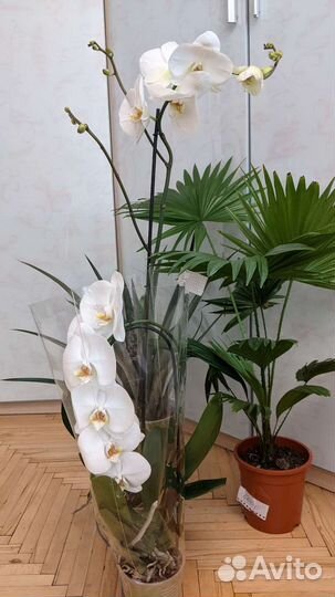Орхидея метровая королевская