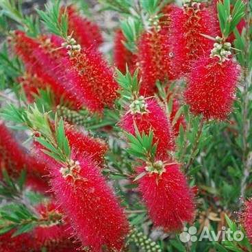 Краснотычинник