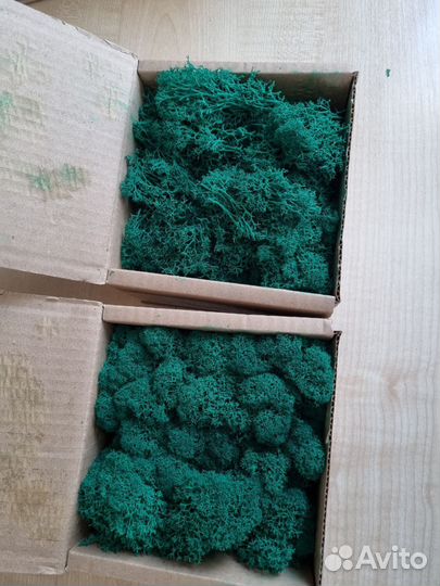 Стабилизированный мох