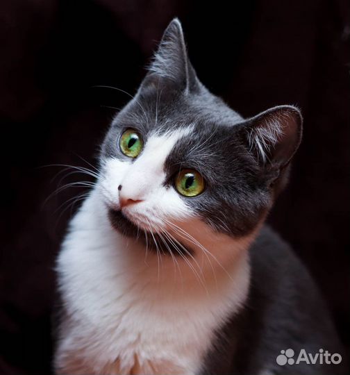 Кошка в дар