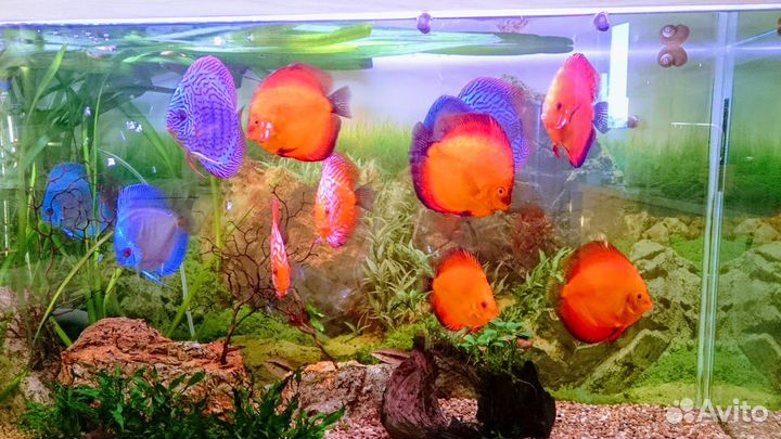 Аквариумный светильник Chihiros wrgb 2 90 см