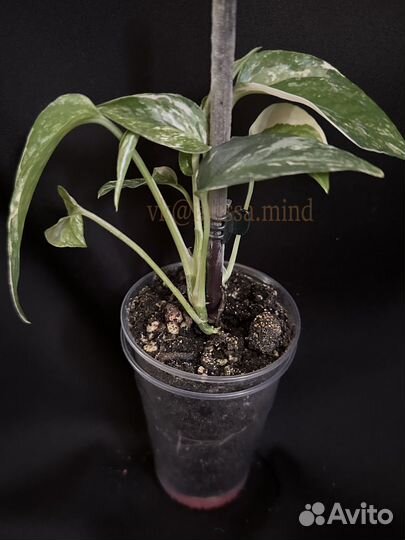 Эпипремнумы, сциндапсусы