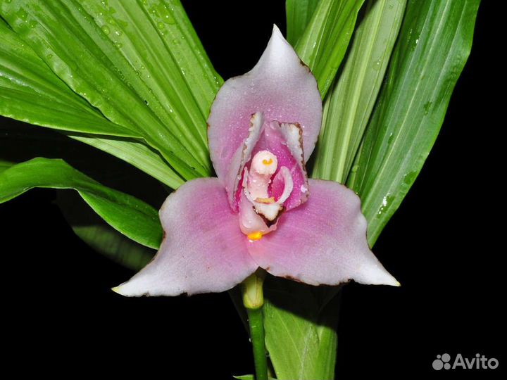 Орхидея. Ликаста. Angulocaste Ivan Portilla