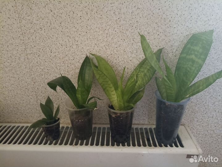 Сансевиерии 3 сорта