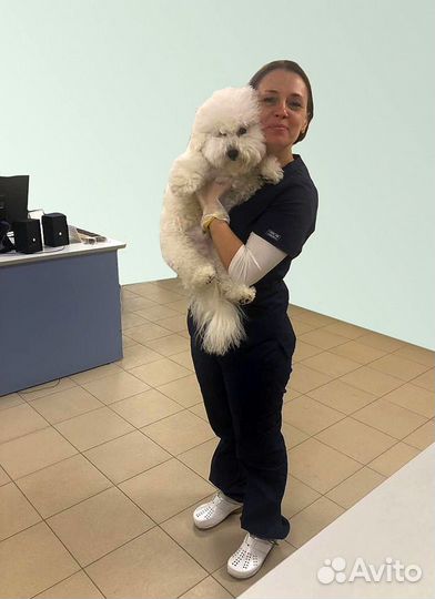 Стерилизация, чистка зубов ветеринарный врач