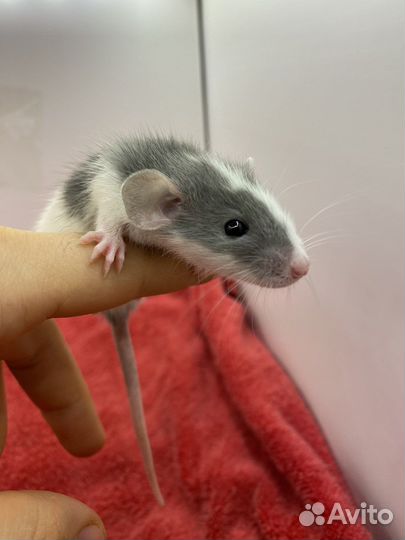 Крысёнок Дамбо и всё необходимое