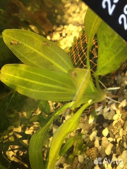 Гуппи, растения, улитки