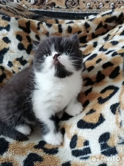 Котята экзоты