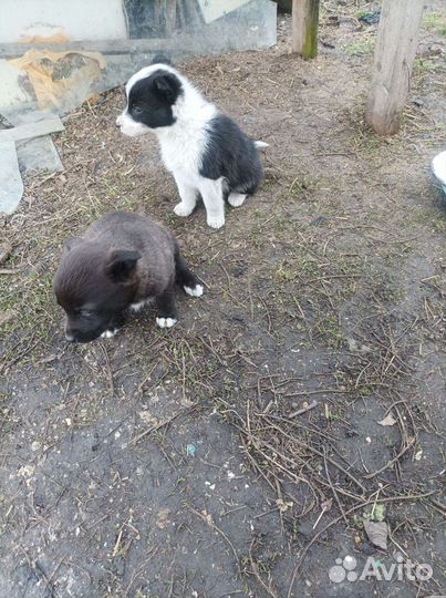 Щенята дворняги