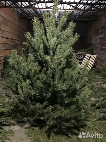 Сосны оптом