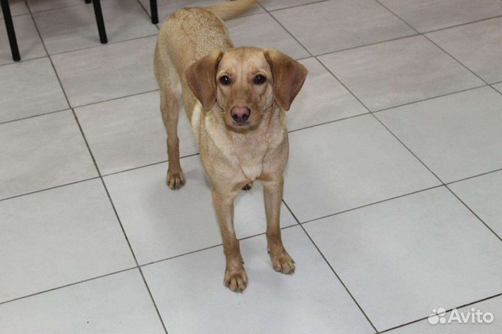 Собачка Буся ищет дом