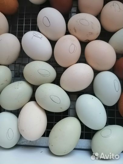 Инкубационное яйцо несушек