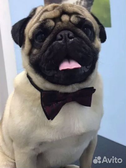 Щенки мопса