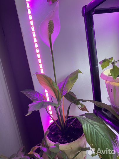 Спатифиллум (женское счастье)