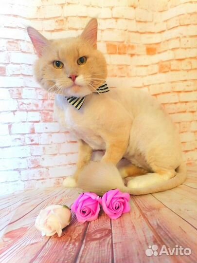 Вязка кошки мейн-кун