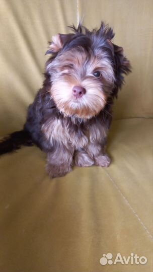 Шоколадный йорк