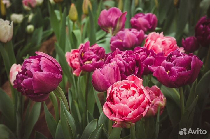 Тюльпаны оптом к 8 марта