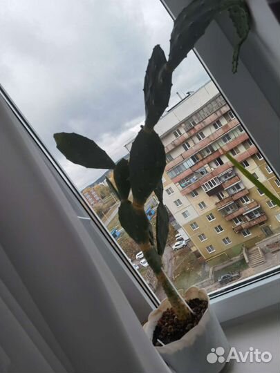 Большой кактус