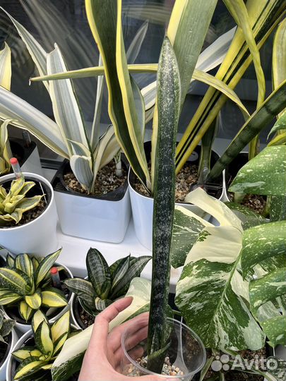 Сансивиерия Натали Манолин Бьюти Маин