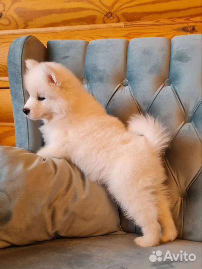 Передержка собак