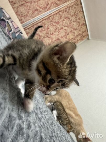 Отдам котят в добрые руки