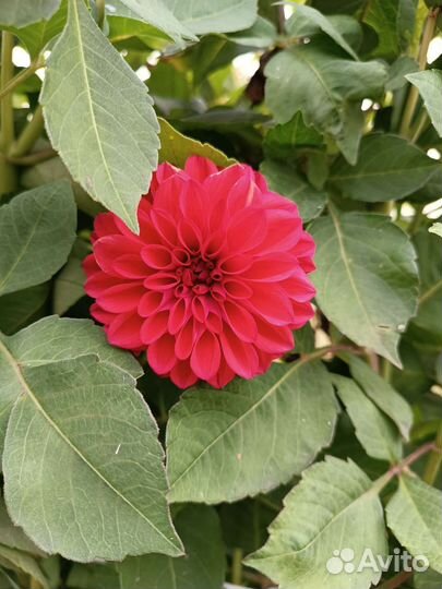 Георгины клубни