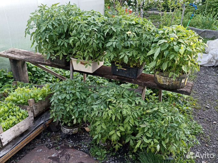 Рассада помидор и огурцов