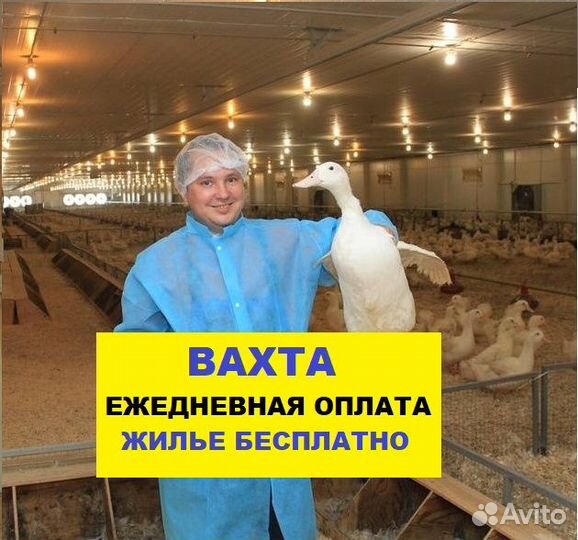 Разнорабочие Вахта Ежедневная оплата Проживание