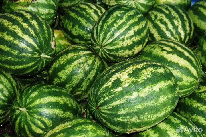 Арбуз Оптом