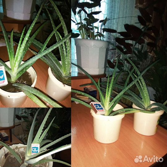 Алоэ лечебный