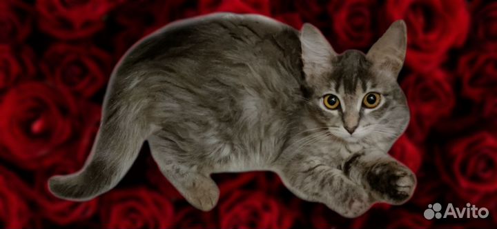 Котята в самые любящие семьи