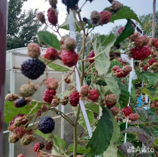 Ежевика натчез, блэк мэджик