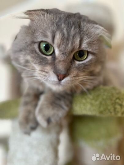 Мурчелло ищет друга