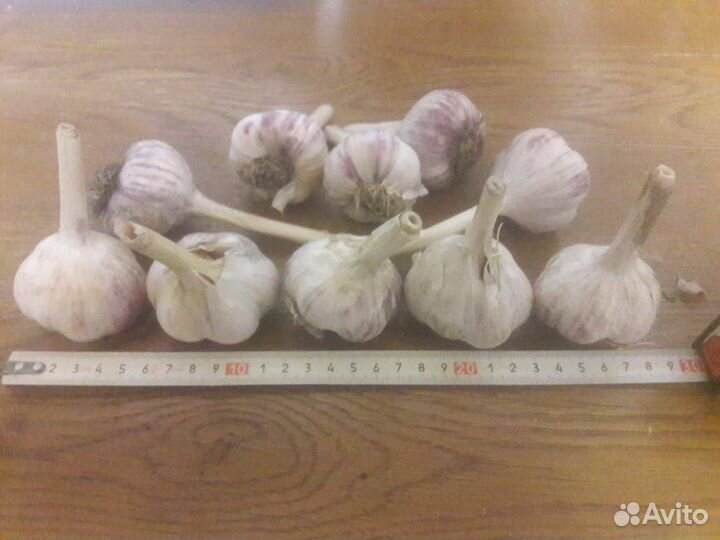 Чеснок озимый Любаша