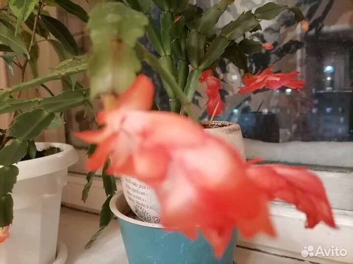 Декабрист шлюмбергера сортовые