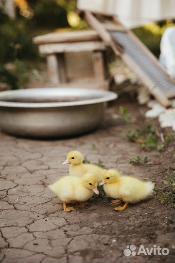 Аренда фотостудии на улице