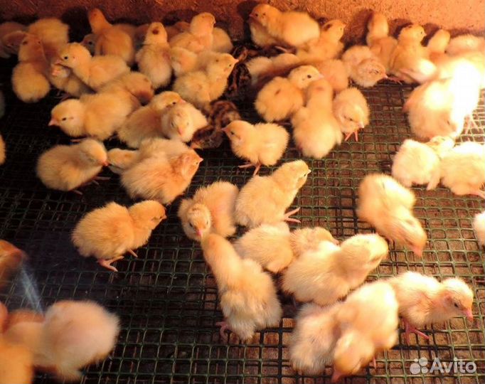 Перепелята,цыплята, суточные
