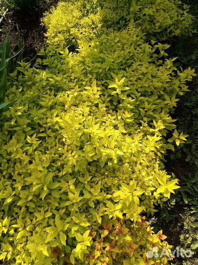 Спирея в ассортименте