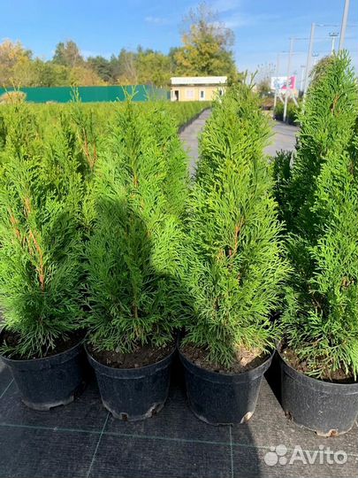 Туя смарагд 160-180 см