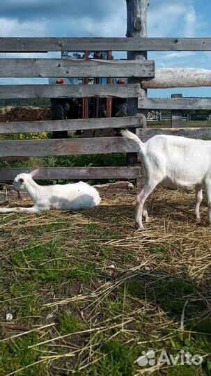Продаются козы