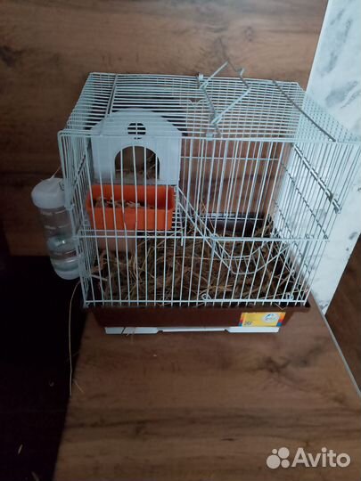 Хомяк с клеткой