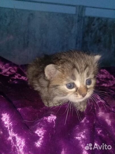 Котятки ищут дом